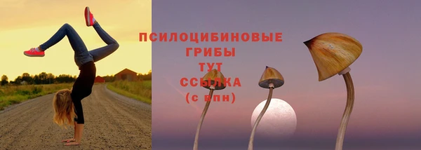 крисы Вязьма